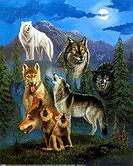Wolf 20